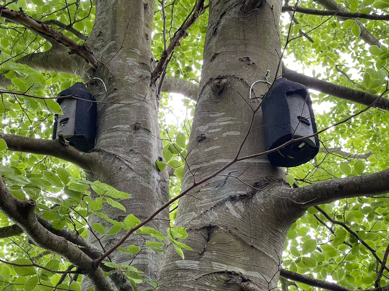 Bat box installation 1.jpg